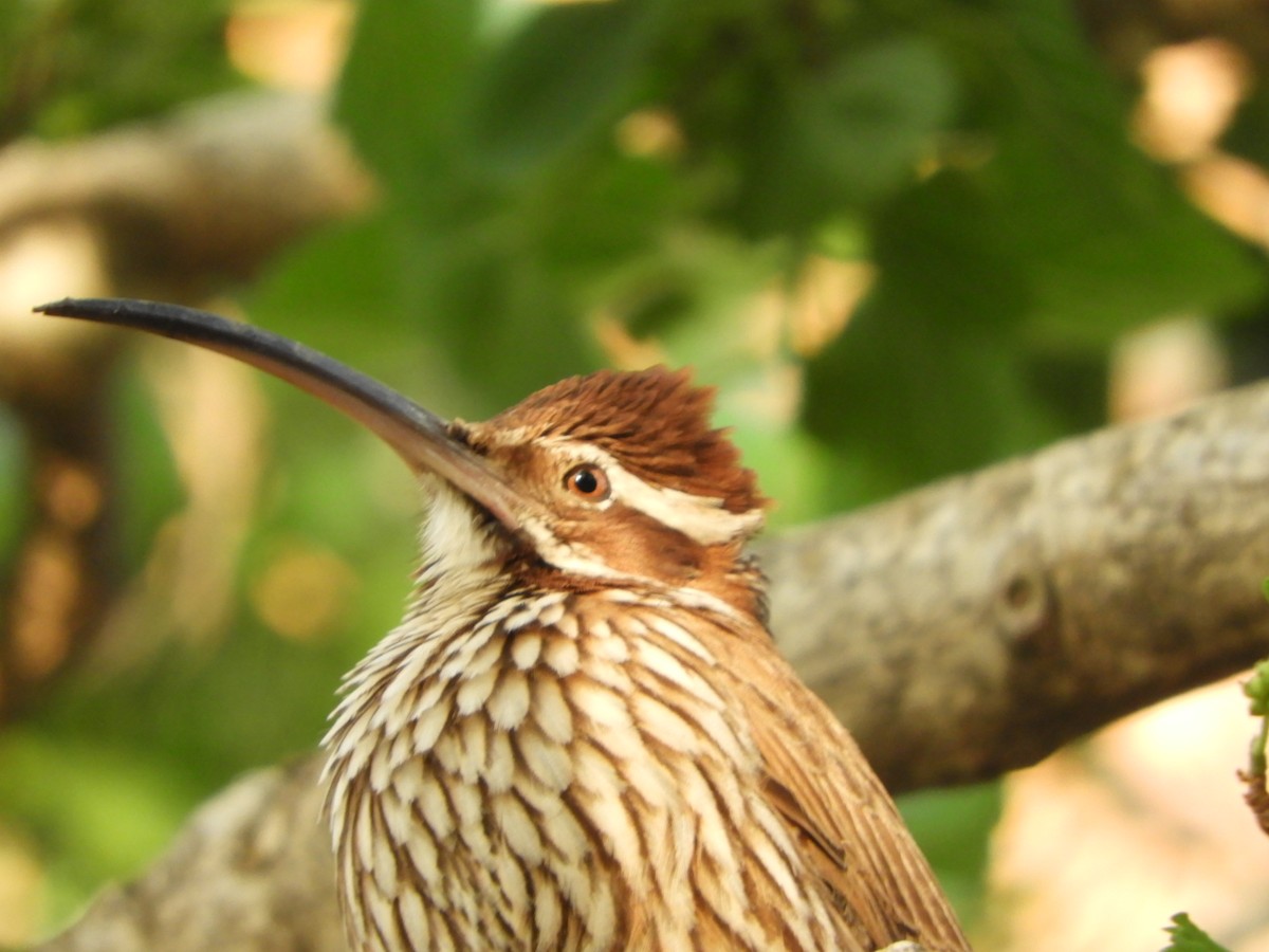 Scimitar-billed Woodcreeper - ML609647062