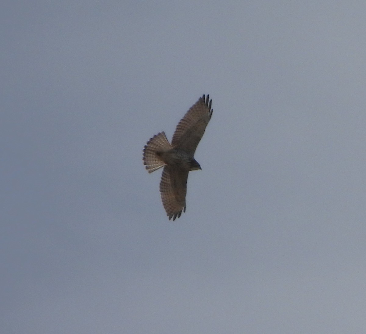 Broad-winged Hawk - ML609647081