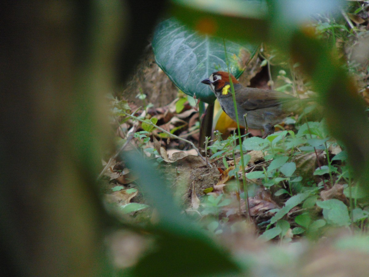 Cabanis's Ground-Sparrow - ML609647113