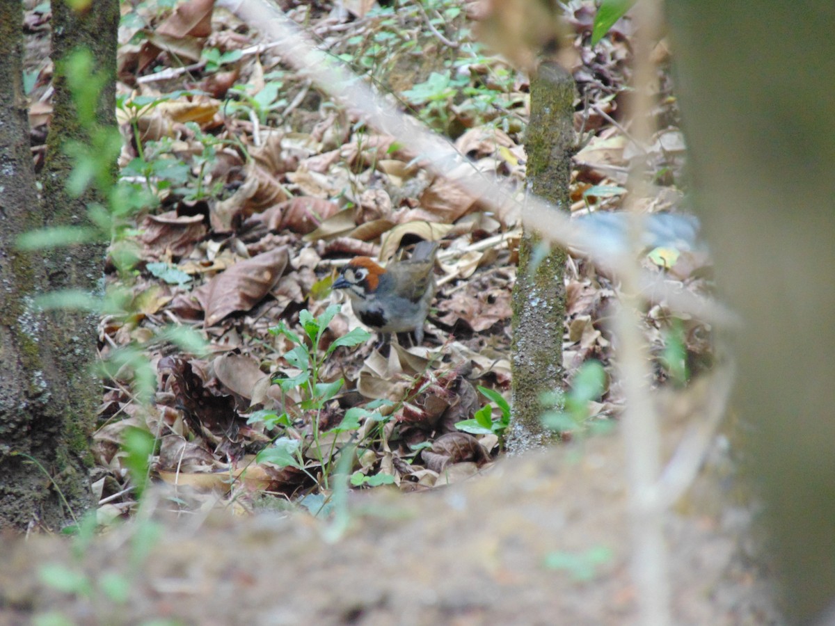 Cabanis's Ground-Sparrow - ML609647114