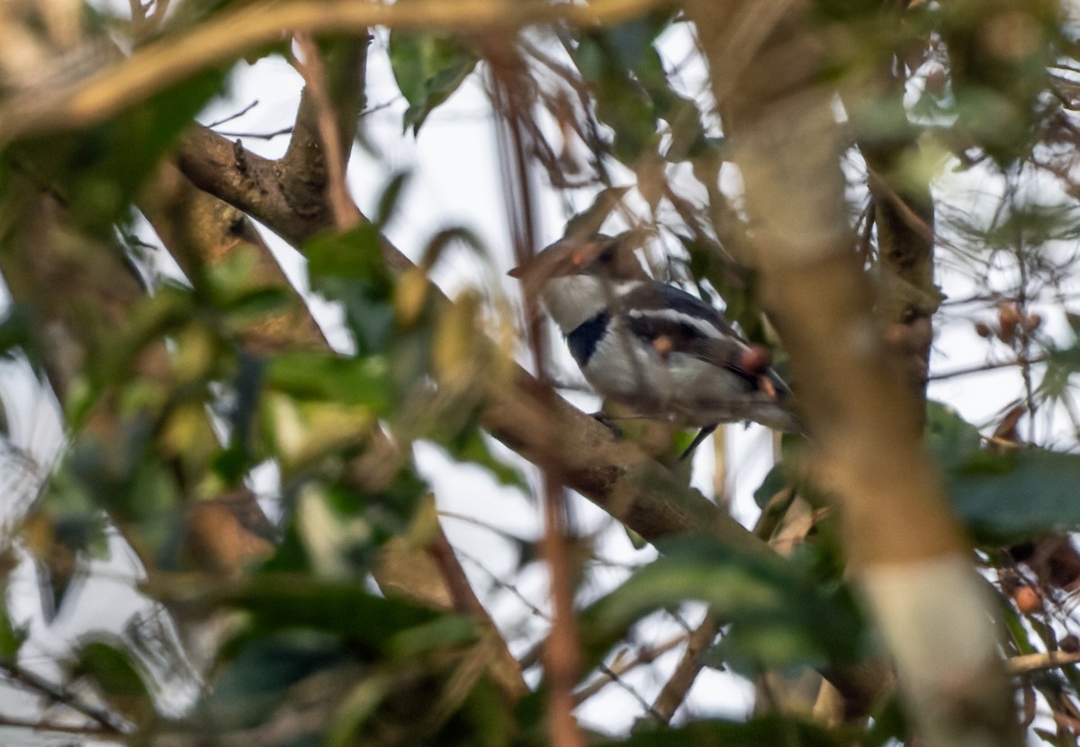 White-fronted Wattle-eye - Lars Petersson | My World of Bird Photography