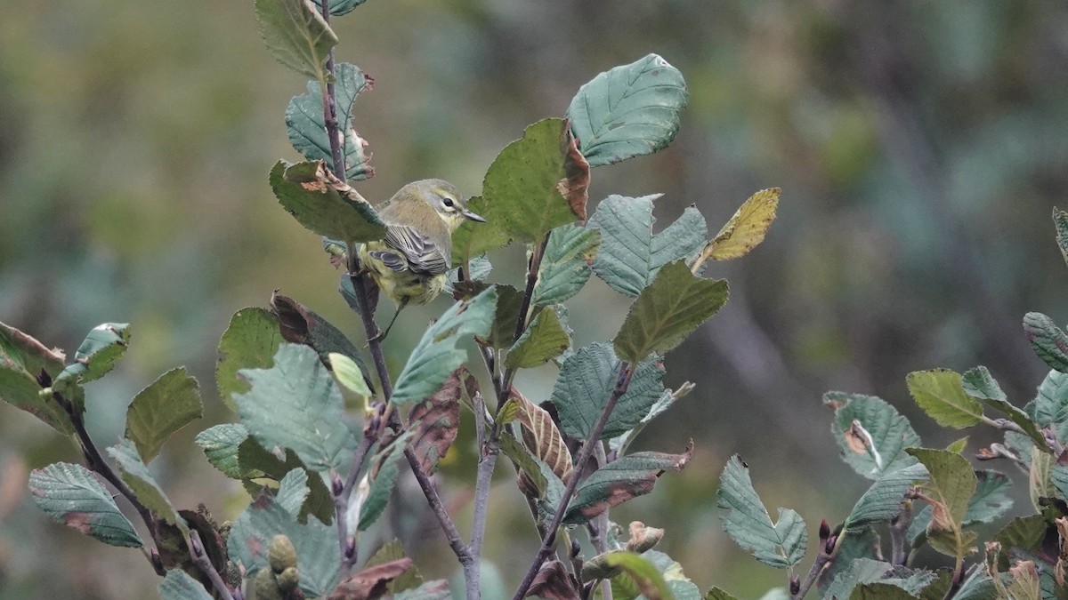 Prairie Warbler - ML609647197