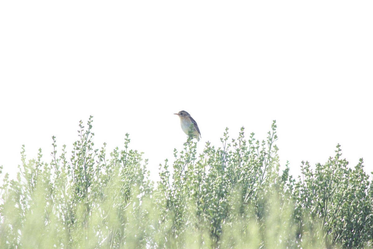 Bearded Tachuri - ML609647205