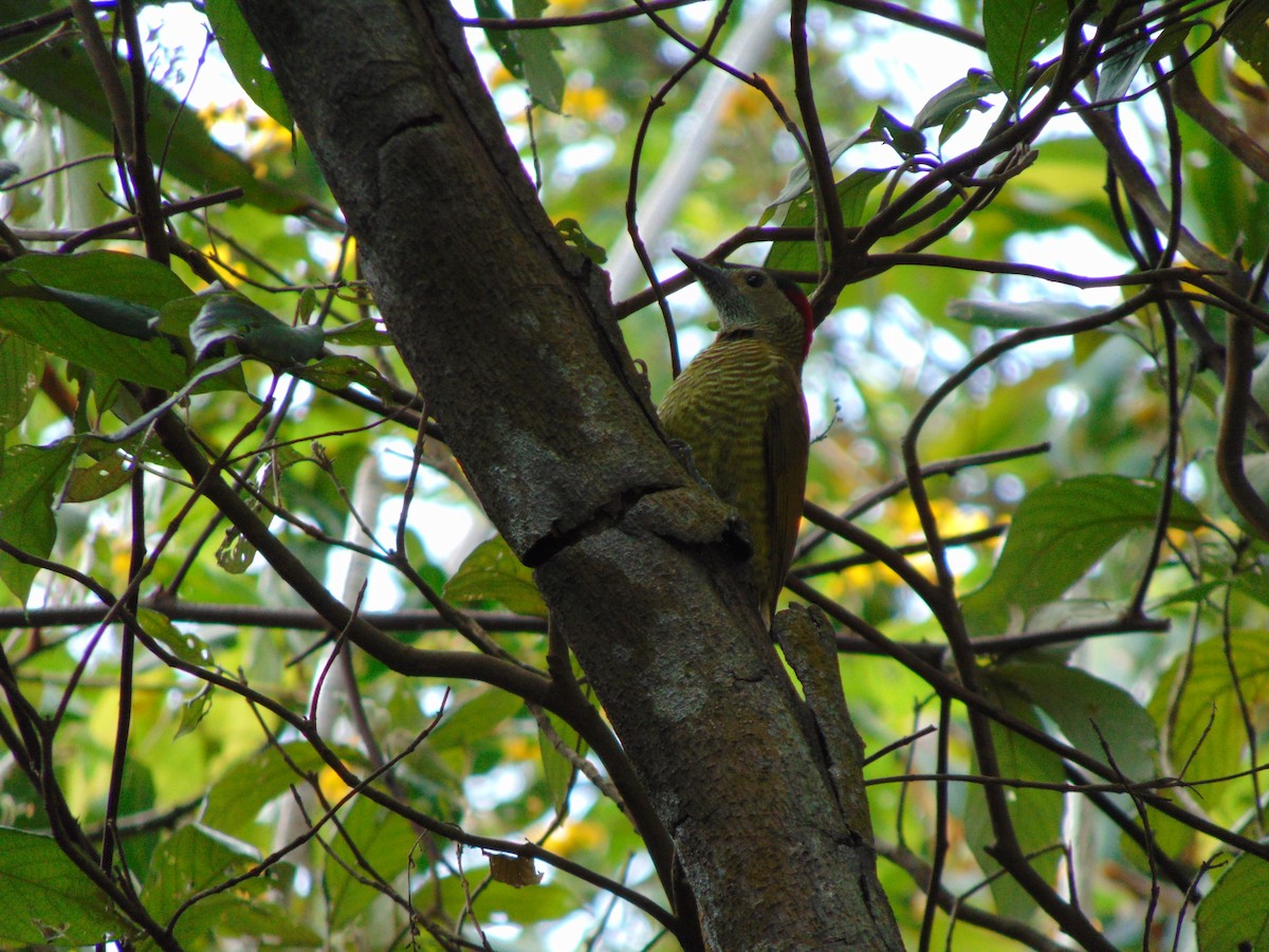 Golden-olive Woodpecker - ML609647248