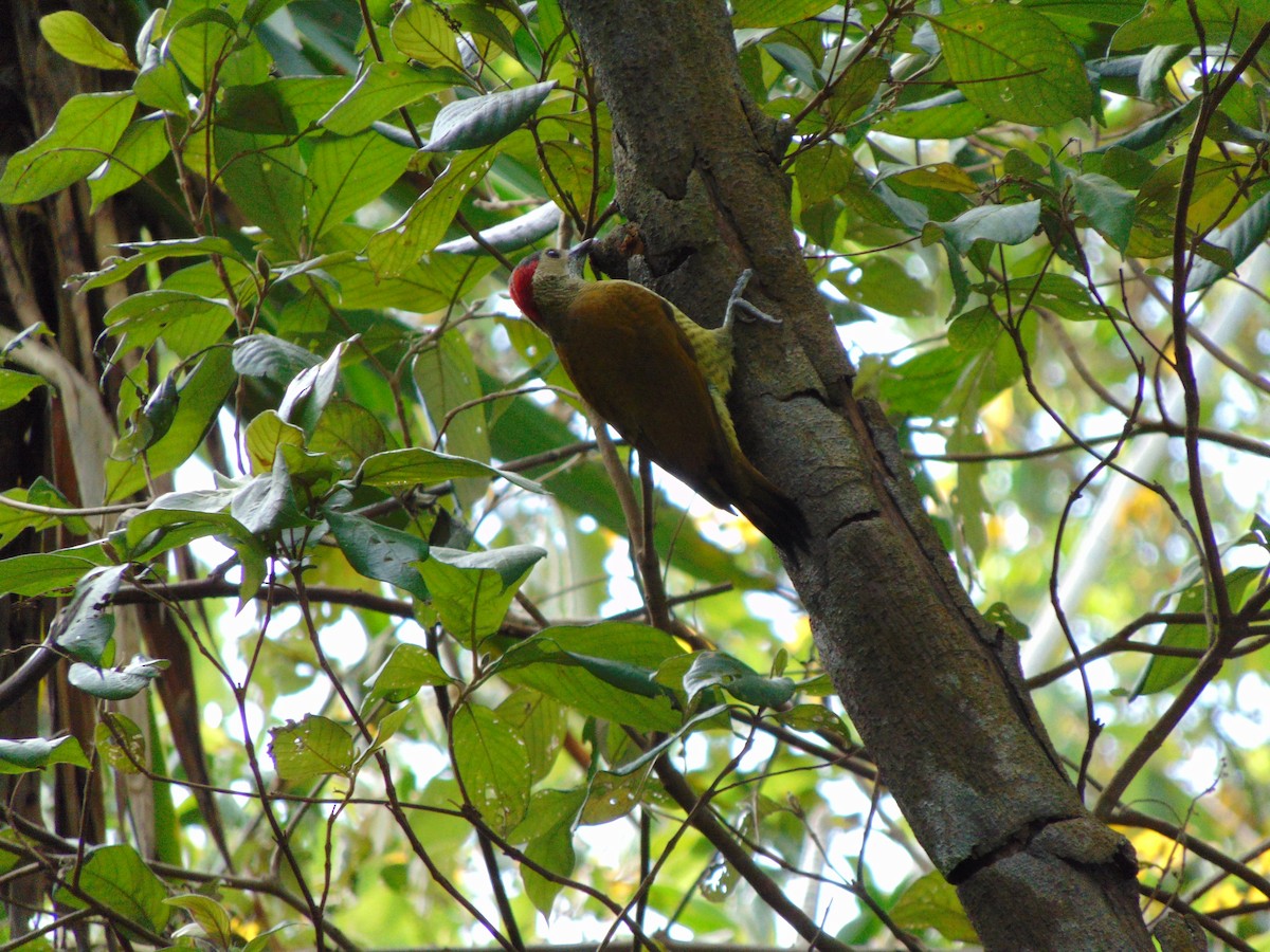Golden-olive Woodpecker - ML609647250