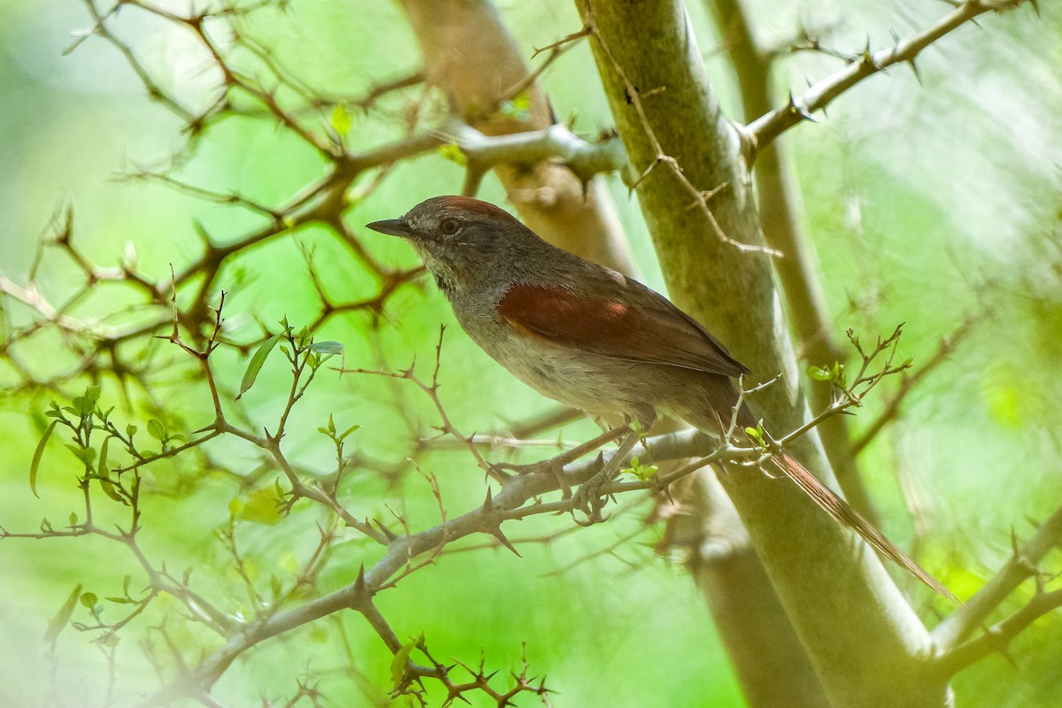 Sooty-fronted Spinetail - ML609647254