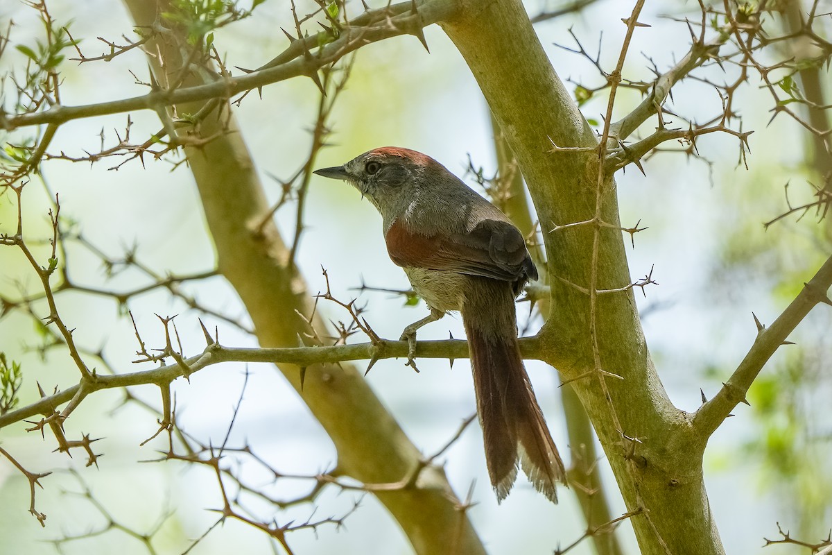 Sooty-fronted Spinetail - ML609647255