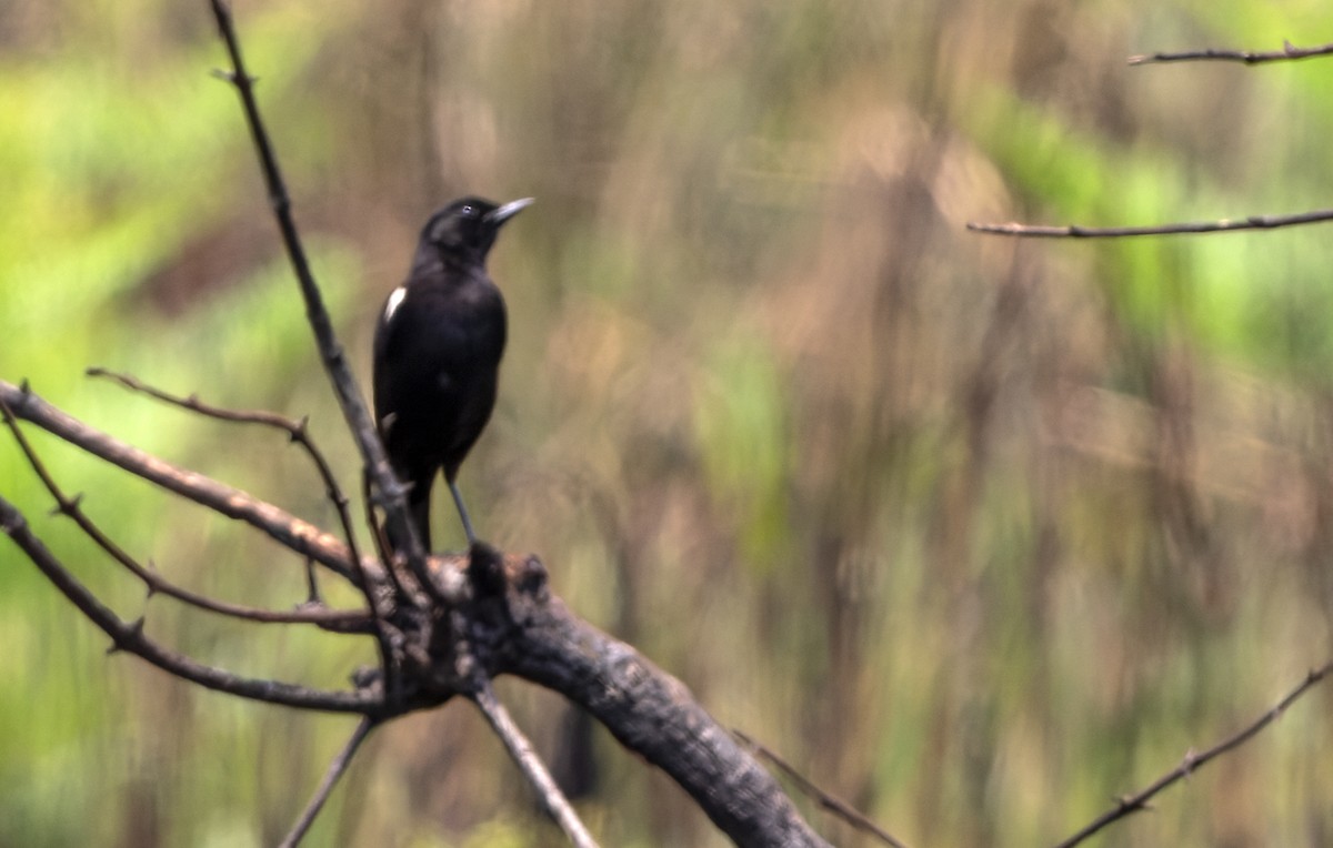 Sooty Chat - Lars Petersson | My World of Bird Photography