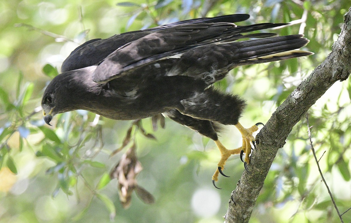 Short-tailed Hawk - ML609647262