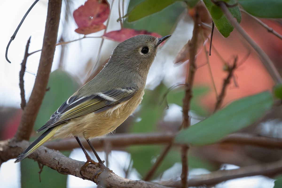 Ruby-crowned Kinglet - ML609647264