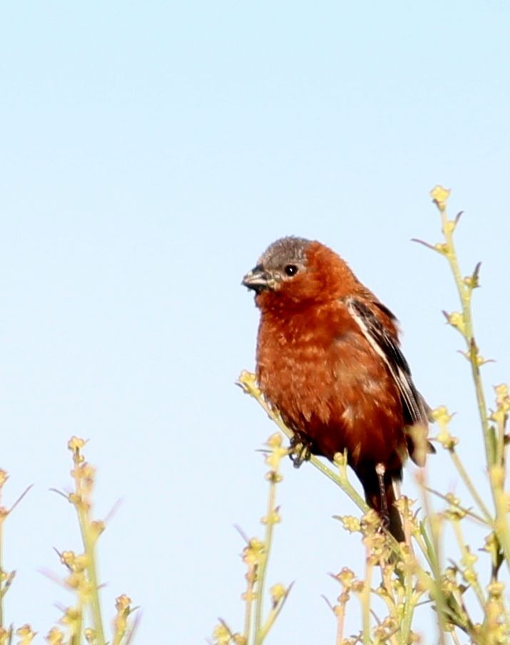 Chestnut Seedeater - ML609647266