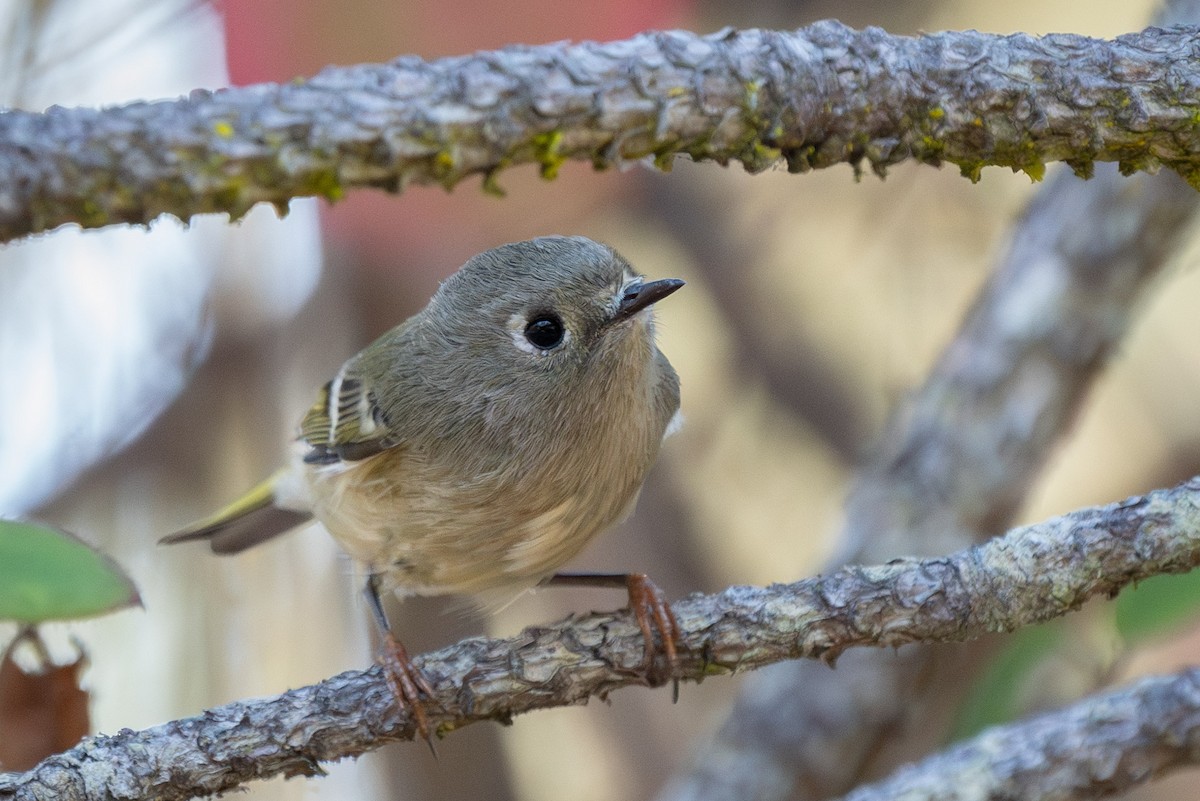 Ruby-crowned Kinglet - ML609647267