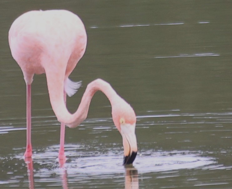 American Flamingo - Lawrence Gardella