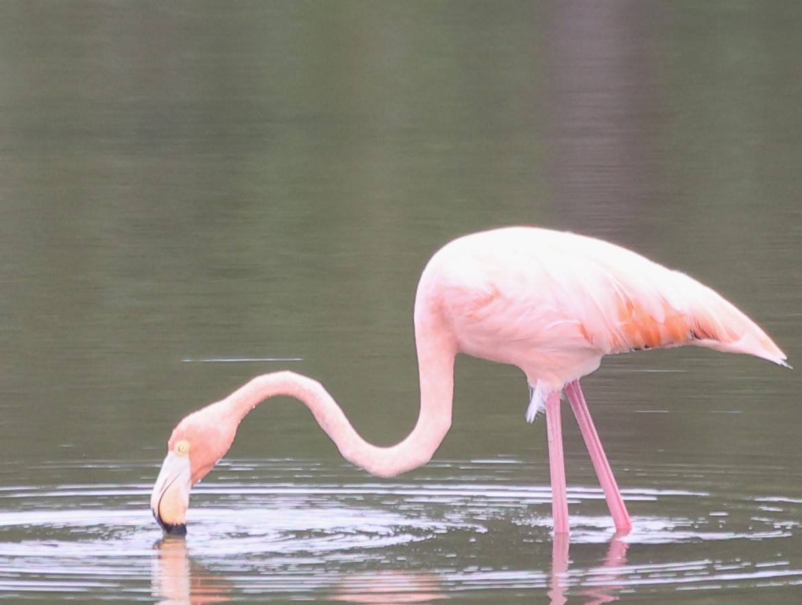 Amerika Flamingosu - ML609647276