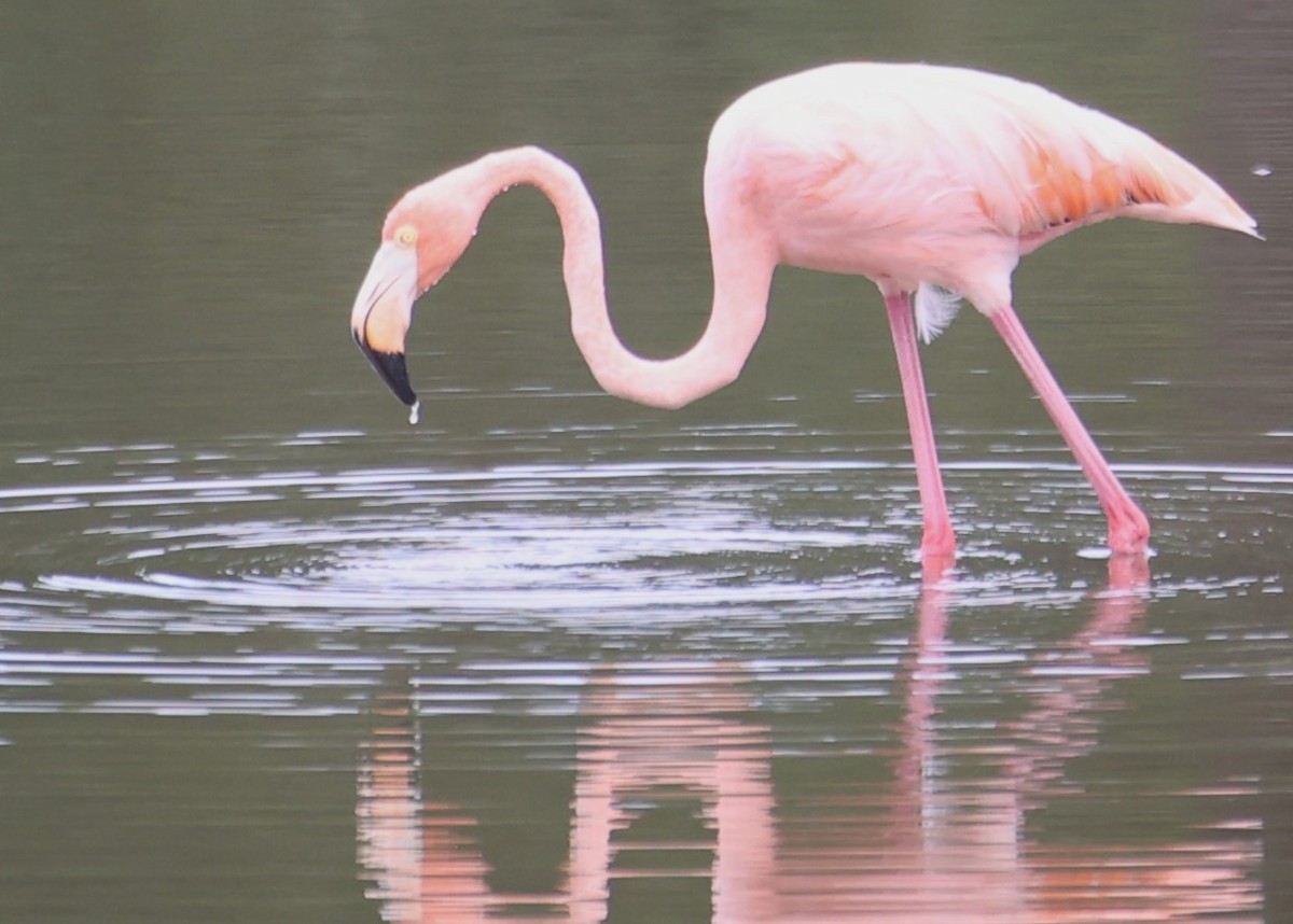 Amerika Flamingosu - ML609647277