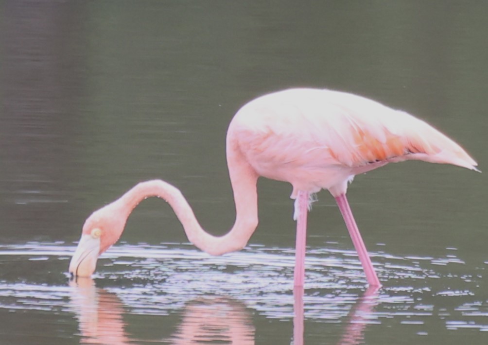 American Flamingo - Lawrence Gardella