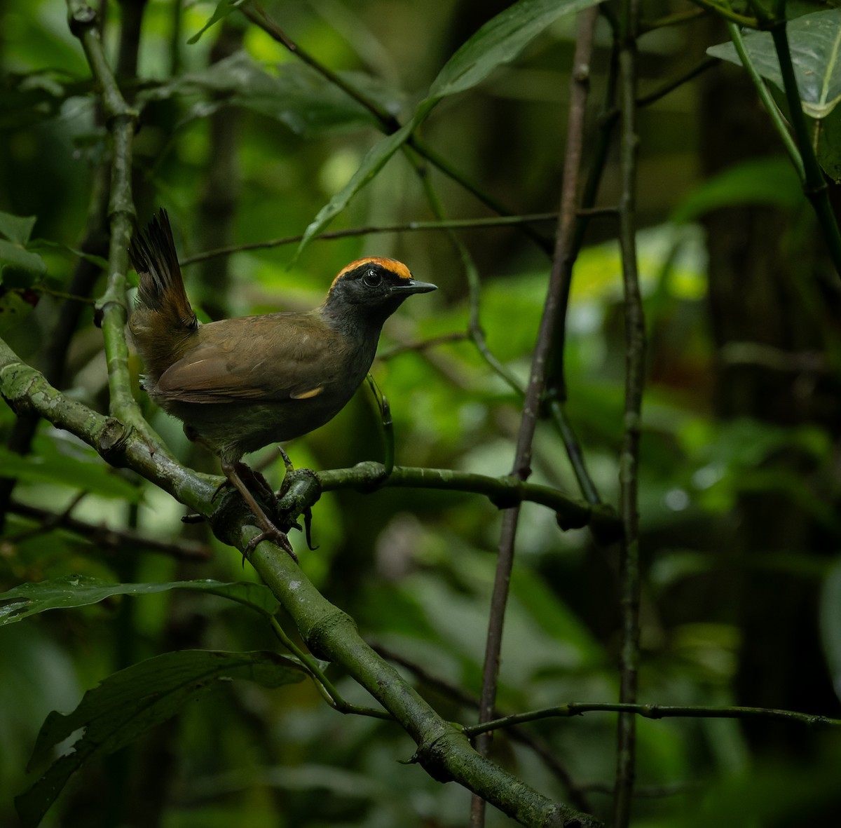 Rufous-capped Antthrush - ML609647300