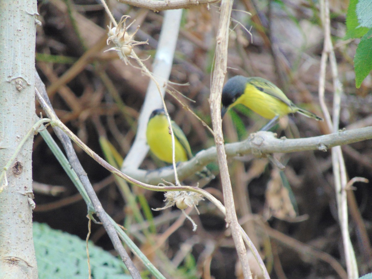 Common Tody-Flycatcher - ML609647319