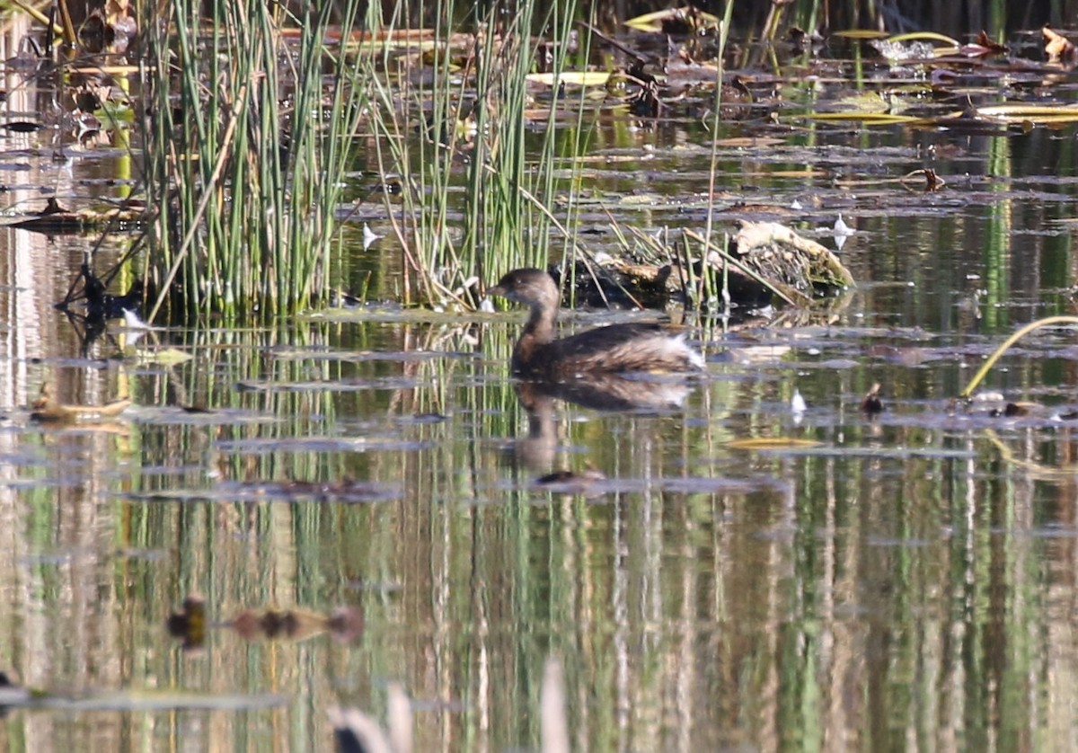 Pied-billed Grebe - ML609647325