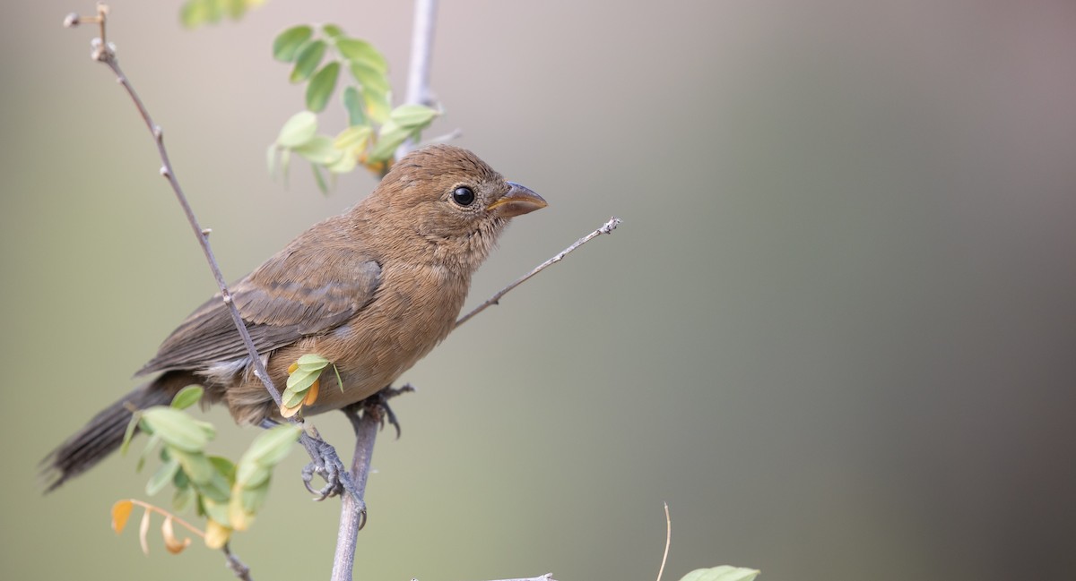 Varied Bunting - Michael Sadat