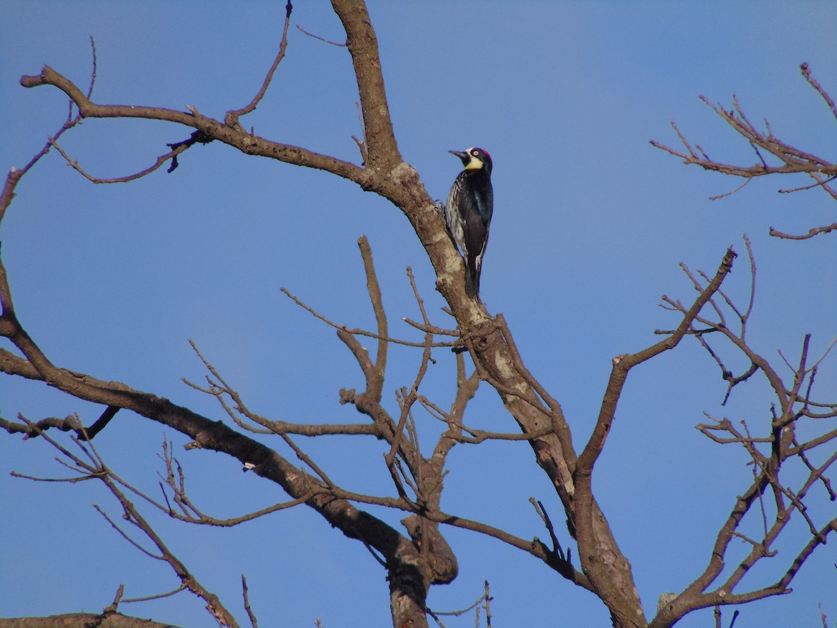 Acorn Woodpecker - ML609647369