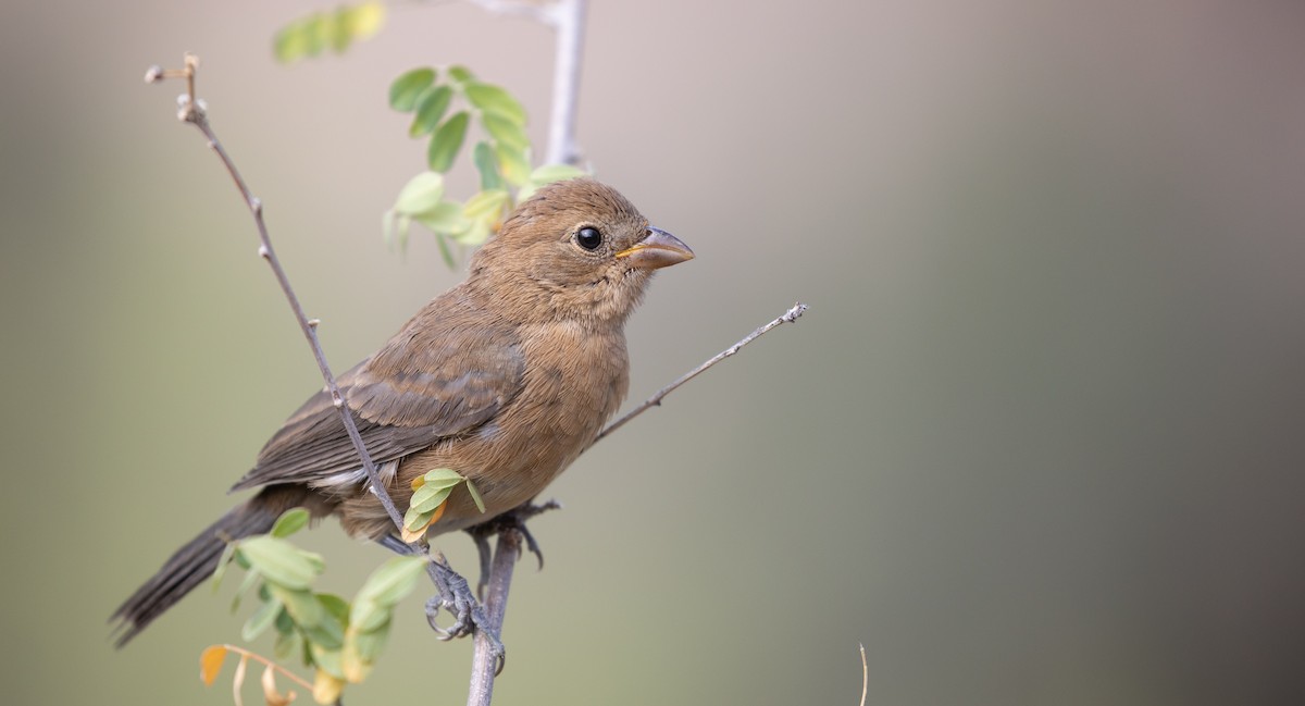 Varied Bunting - Michael Sadat