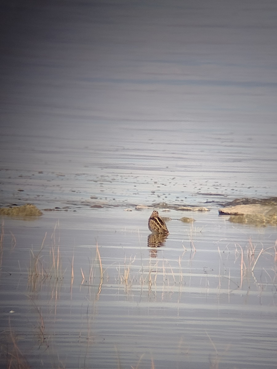 Wilson's Snipe - ML609647398