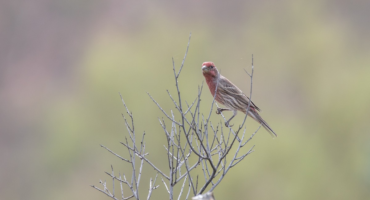 House Finch - ML609647430