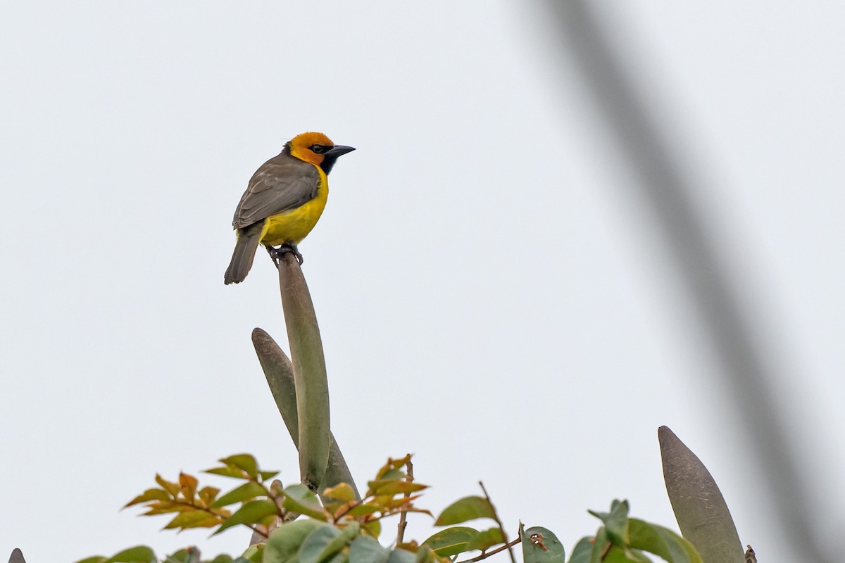 Black-necked Weaver - ML609647438