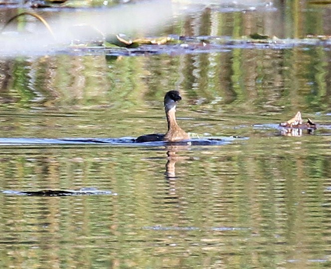 Pied-billed Grebe - ML609647473