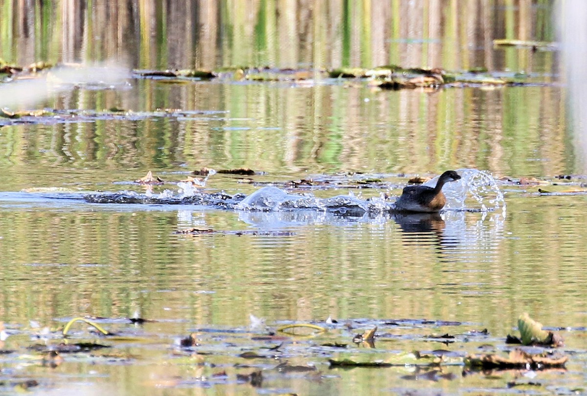 Pied-billed Grebe - ML609647475