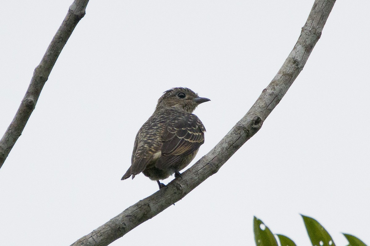 Banded Cotinga - Luiz Alberto dos Santos