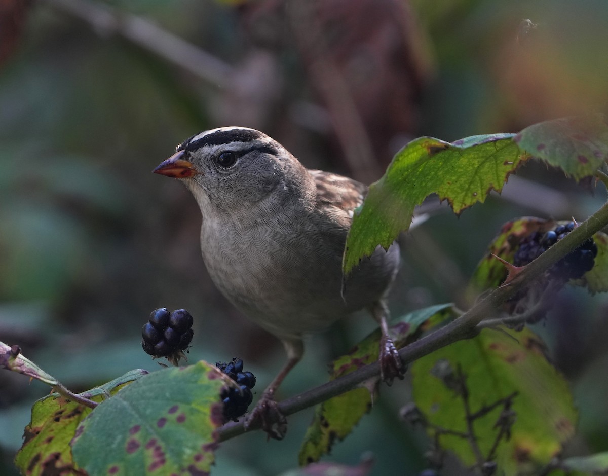 White-crowned Sparrow - ML609647587