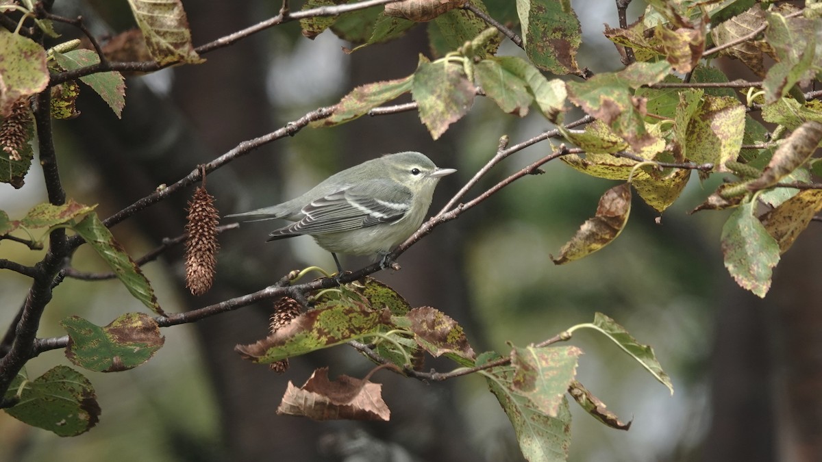 Cerulean Warbler - ML609647598