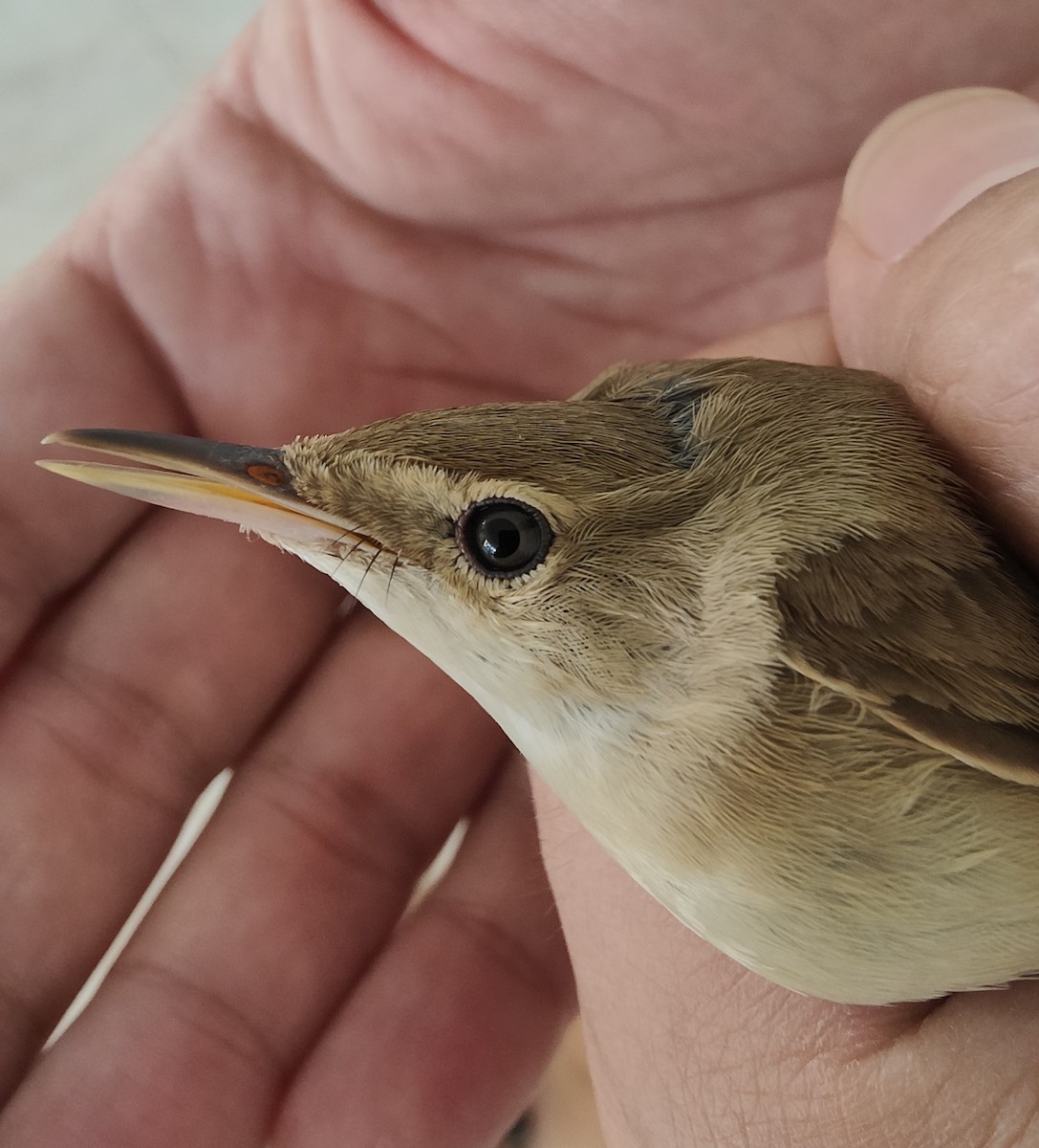 Common Reed Warbler - ML609647621