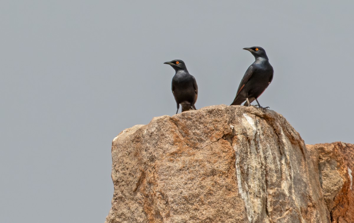 Pale-winged Starling - Lars Petersson | My World of Bird Photography