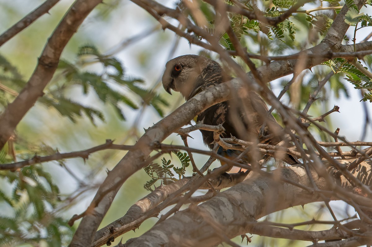 Rüppell's Parrot - ML609647744