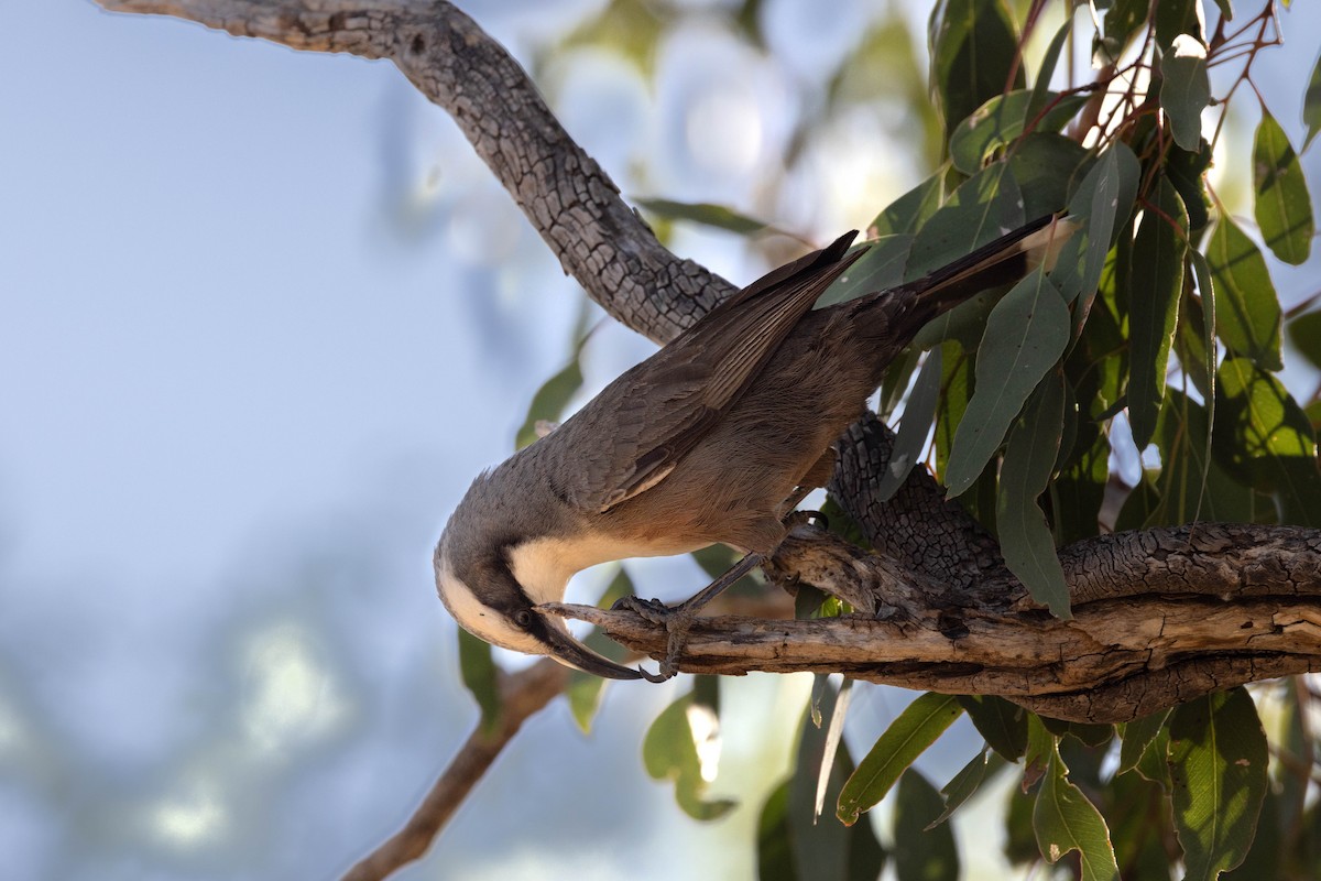 Gray-crowned Babbler - Hans Wohlmuth