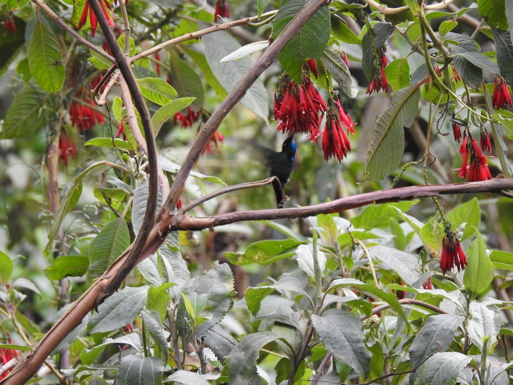 Blue-capped Puffleg - ML609647834