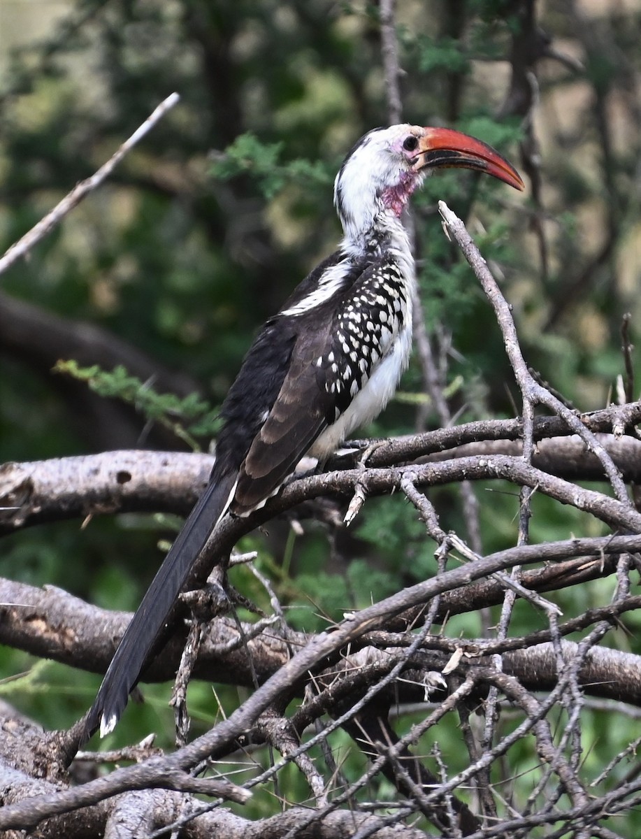 Northern Red-billed Hornbill - ML609647842