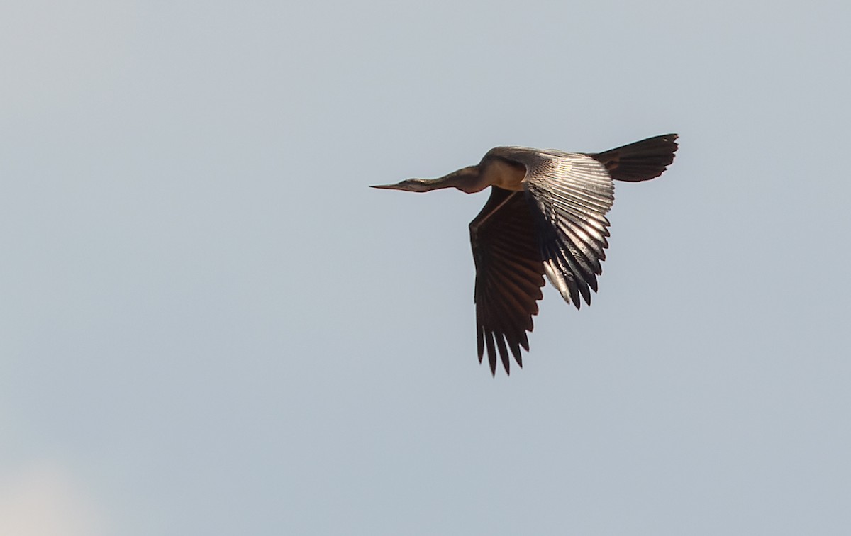 Australasian Darter - Lars Petersson | My World of Bird Photography