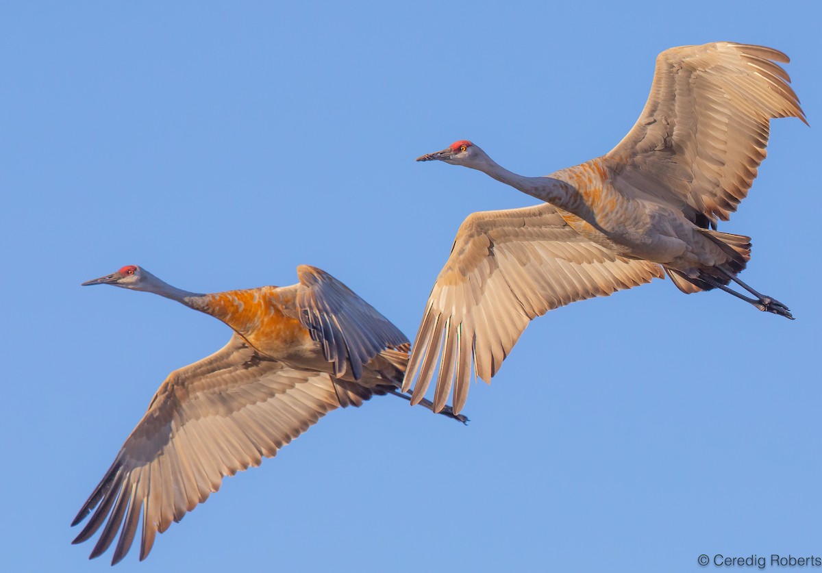 Sandhill Crane - ML609647873