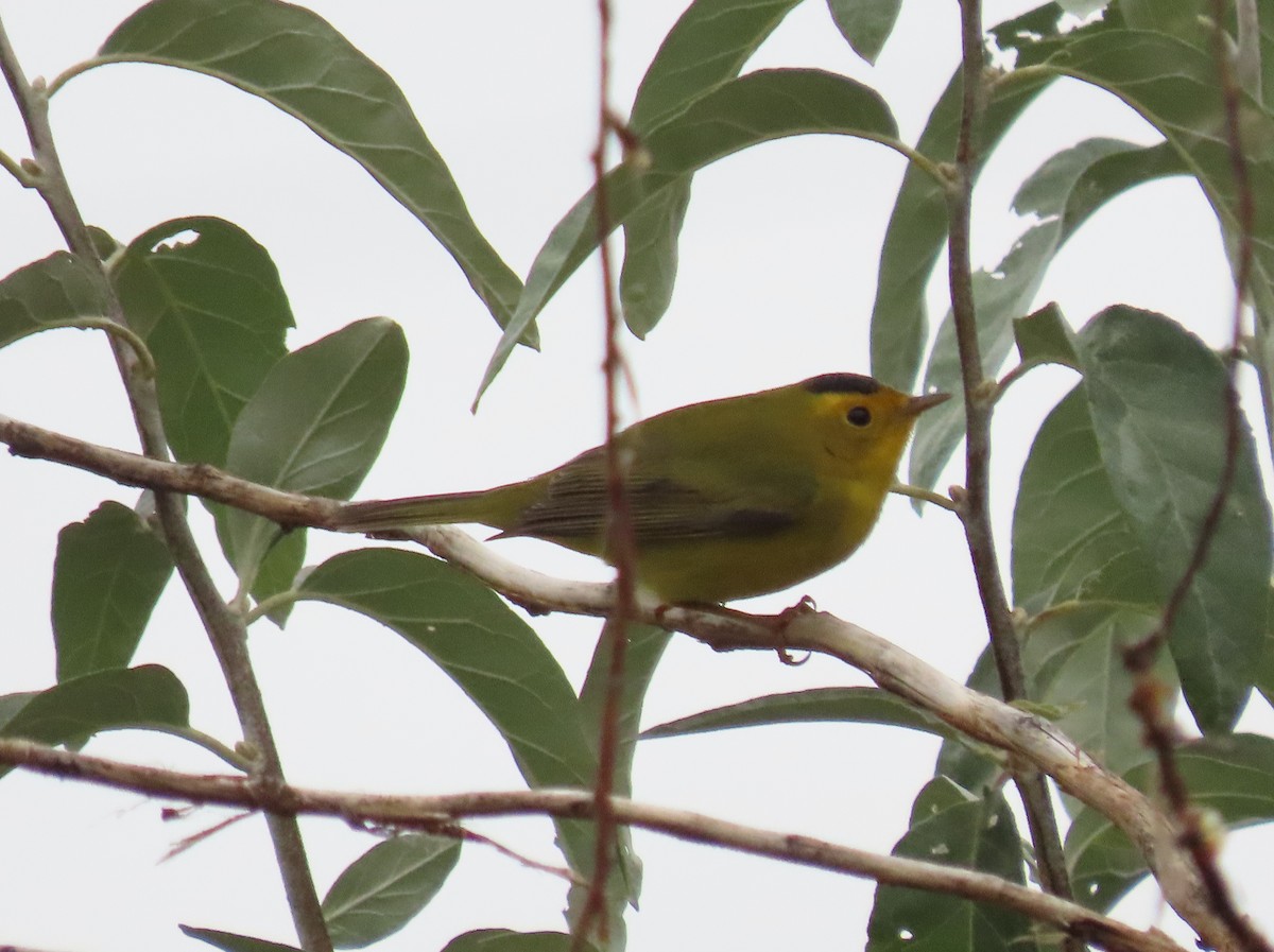 Wilson's Warbler - ML609648011