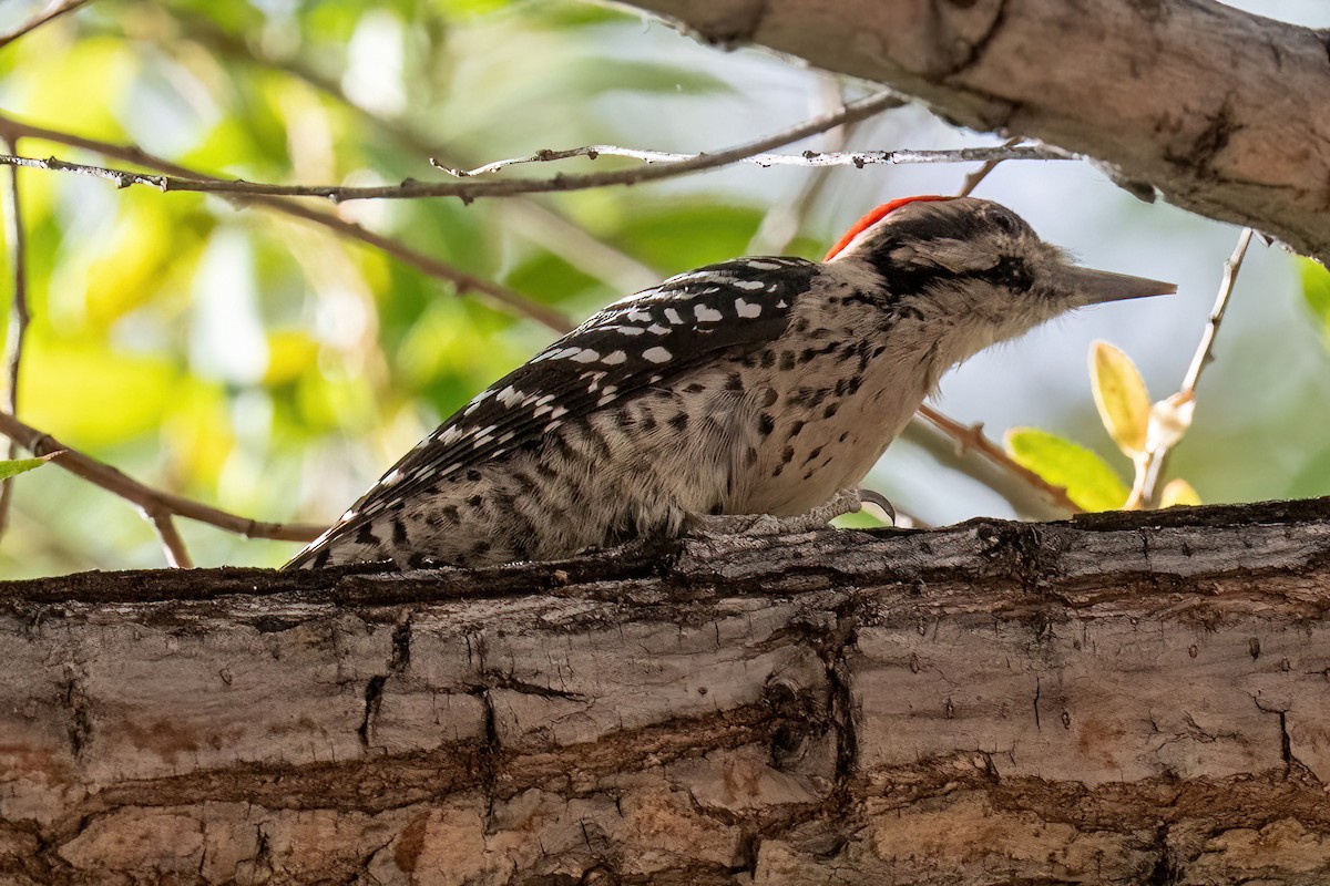 Ladder-backed Woodpecker - James Hoagland