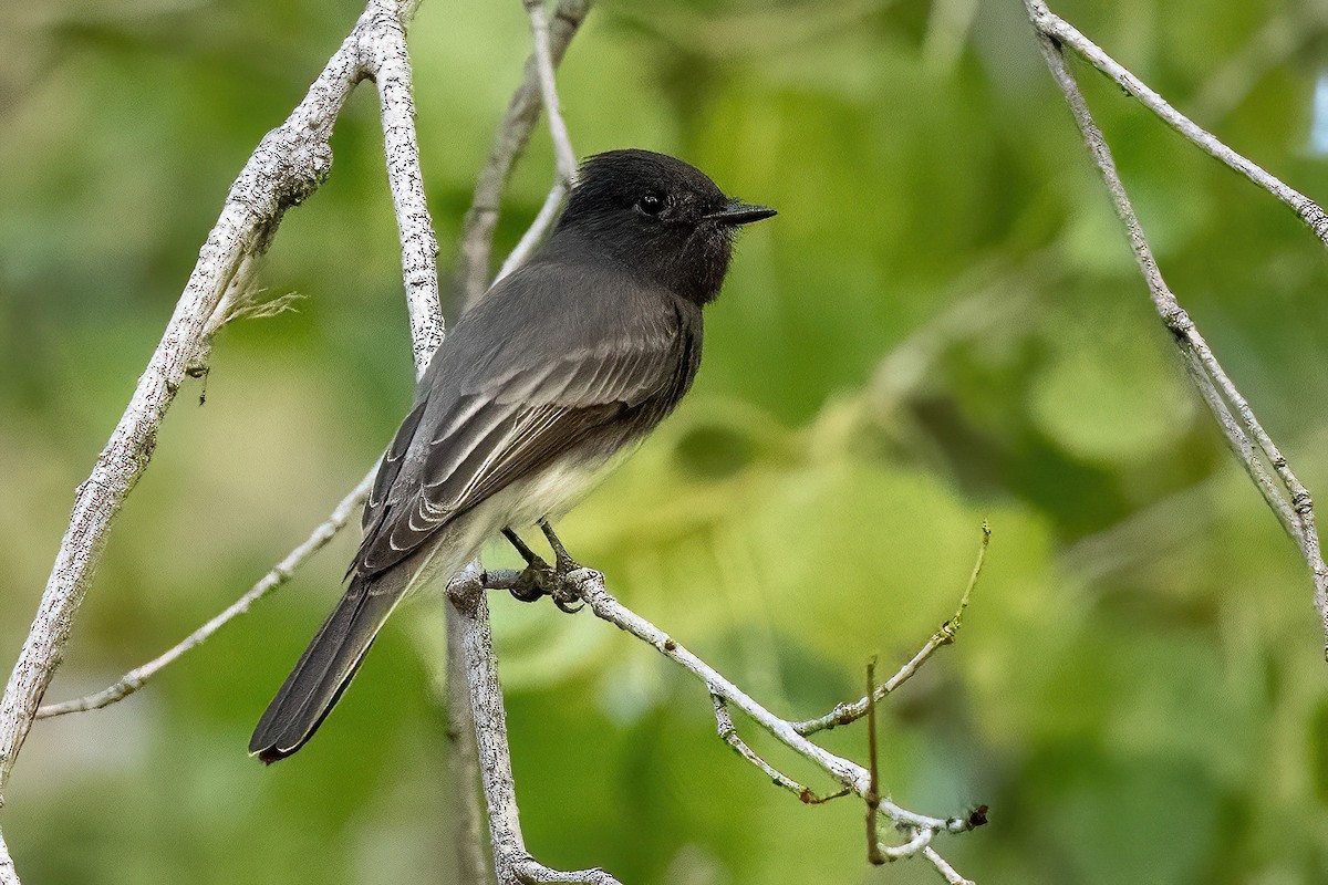 Black Phoebe - James Hoagland