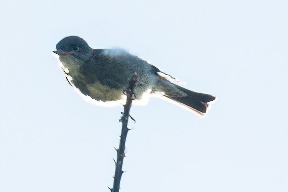 Olive-sided Flycatcher - James Hoagland