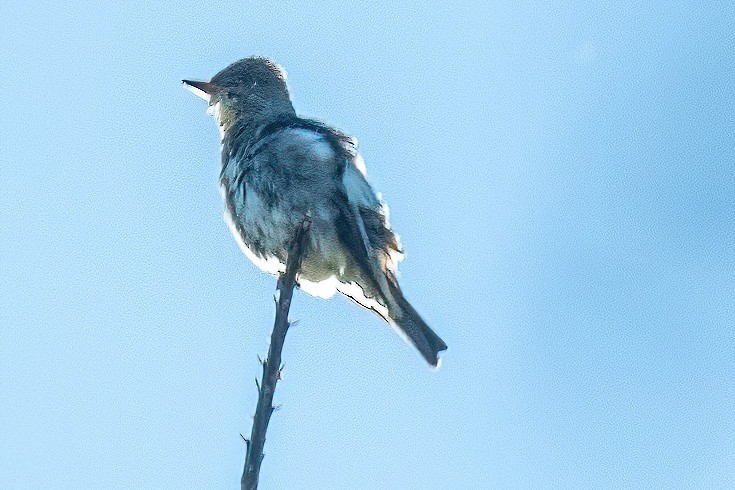 Olive-sided Flycatcher - James Hoagland