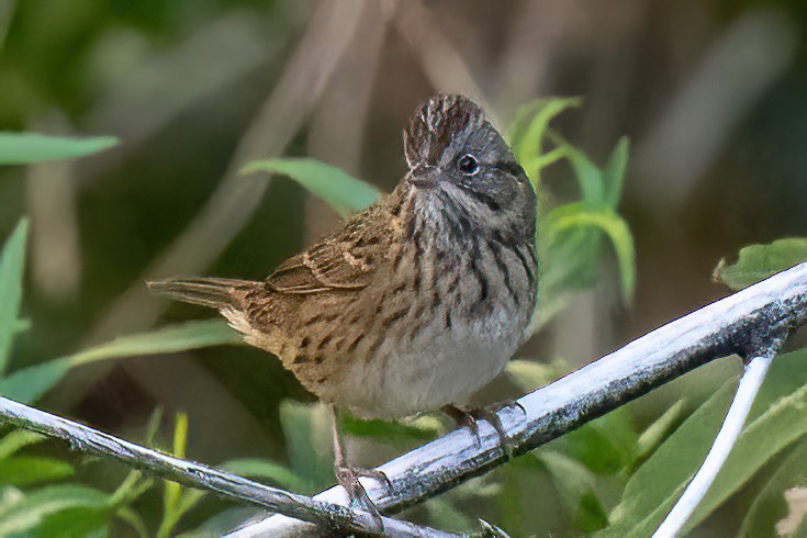 Lincoln's Sparrow - James Hoagland