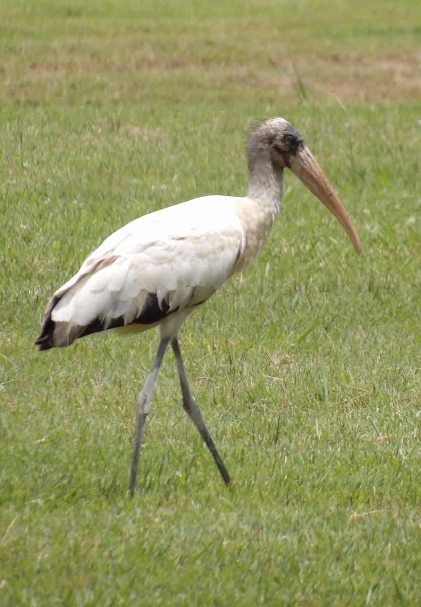 Wood Stork - ML609648150