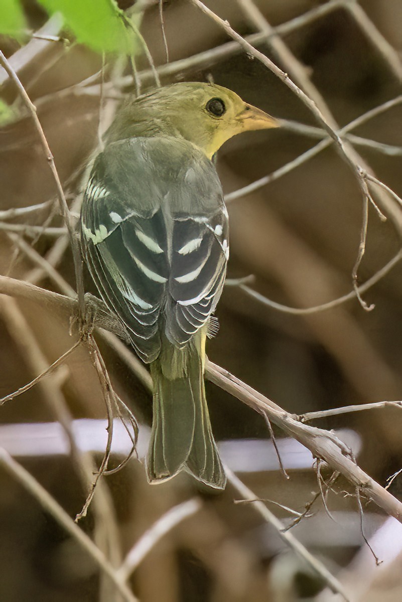 Western Tanager - James Hoagland